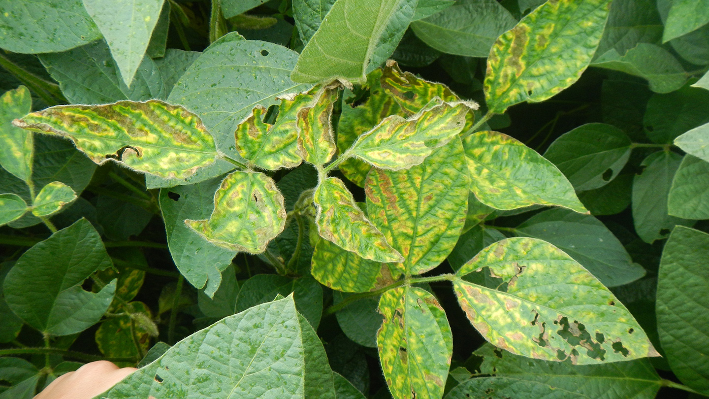 How to tell if your Tree has a Disease