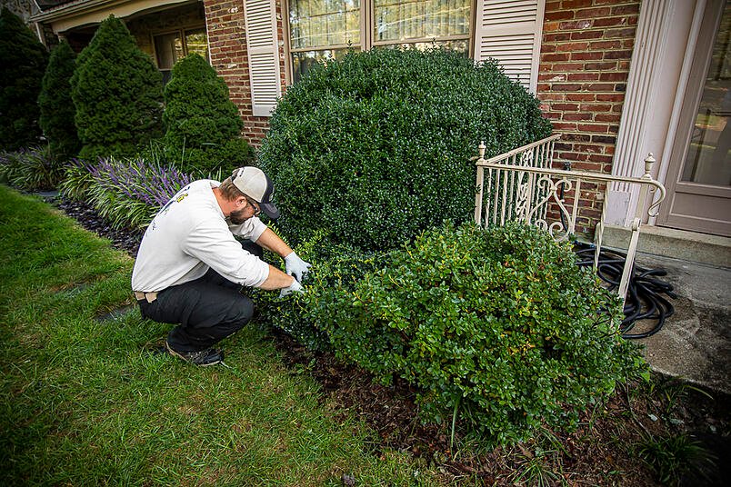 How to tell if your Tree has a Disease