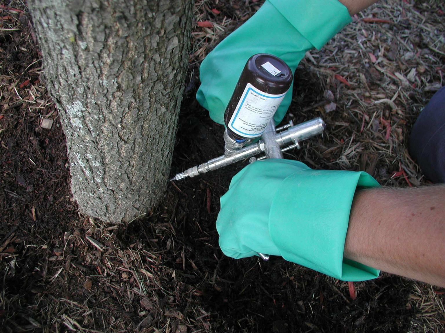 How to tell if your Tree has a Disease