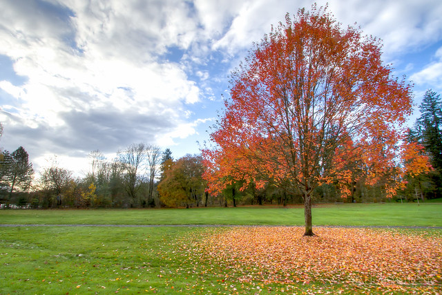 How to tell if your Tree has a Disease