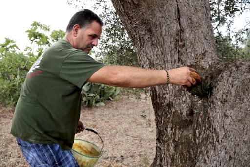 How to tell if your Tree has a Disease