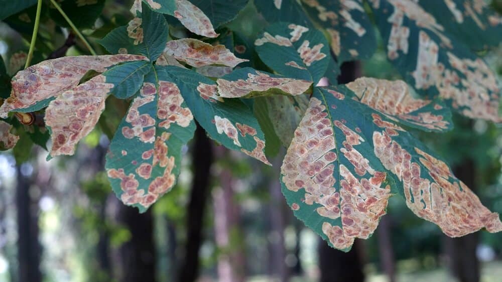 How to tell if your Tree has a Disease