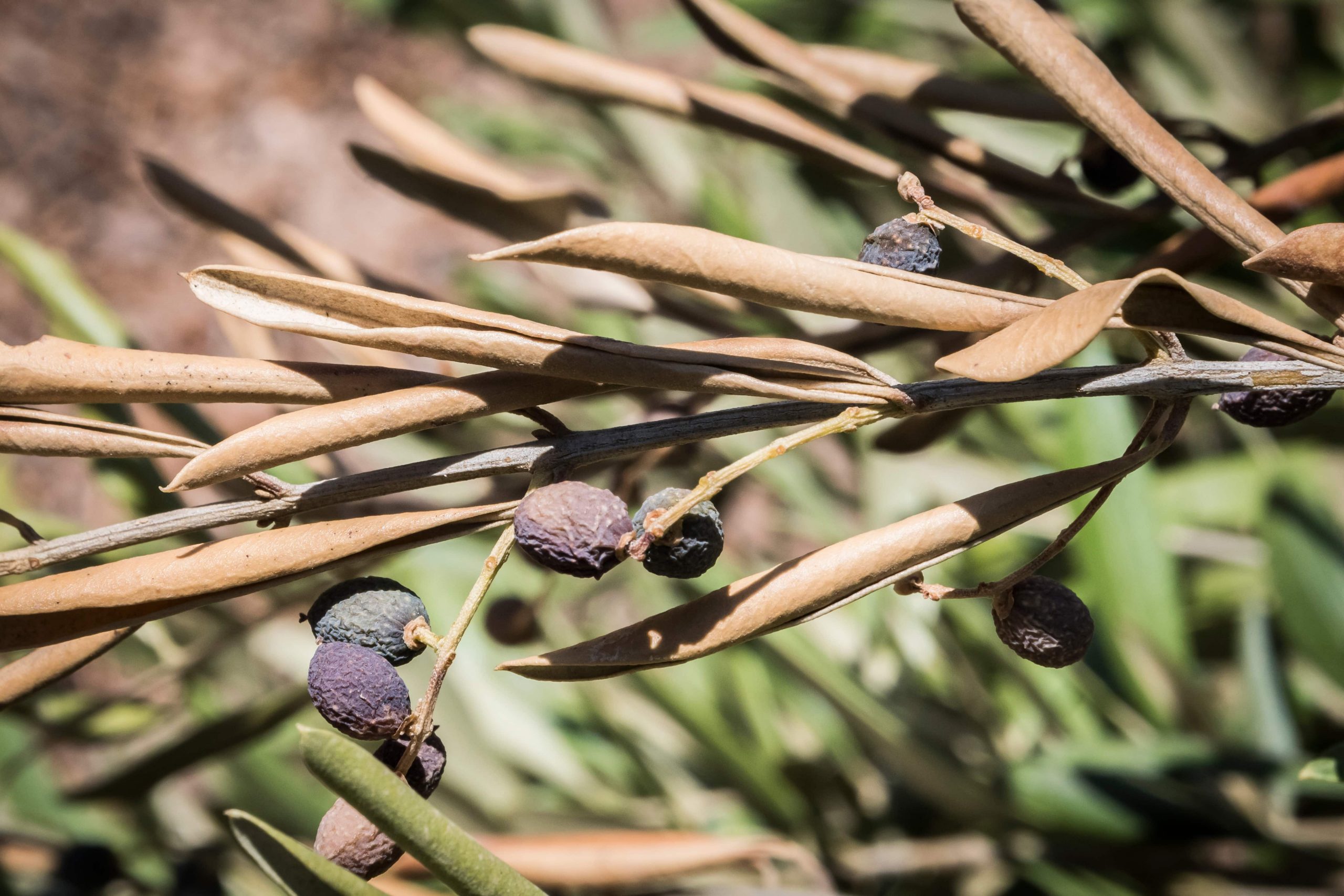 How to tell if your Tree has a Disease