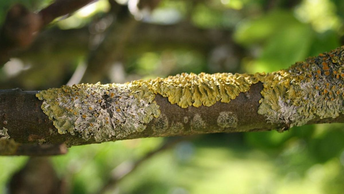 How to tell if your Tree has a Disease