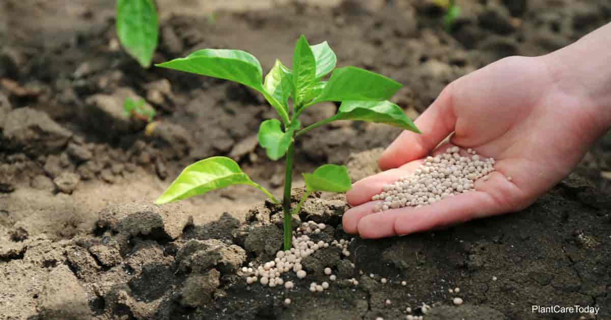 How to tell if your Tree has a Disease