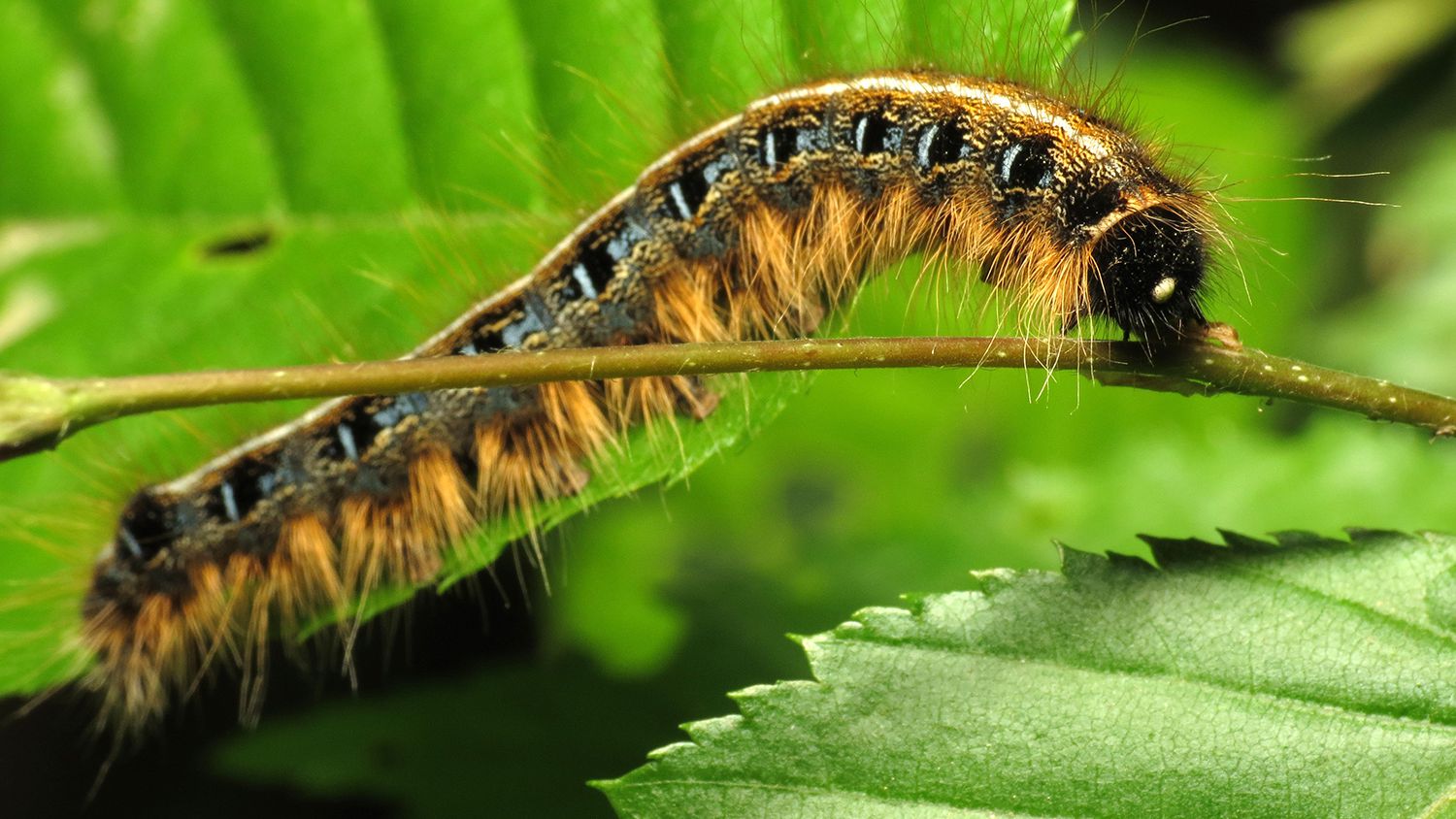 How to tell if your Tree has a Disease