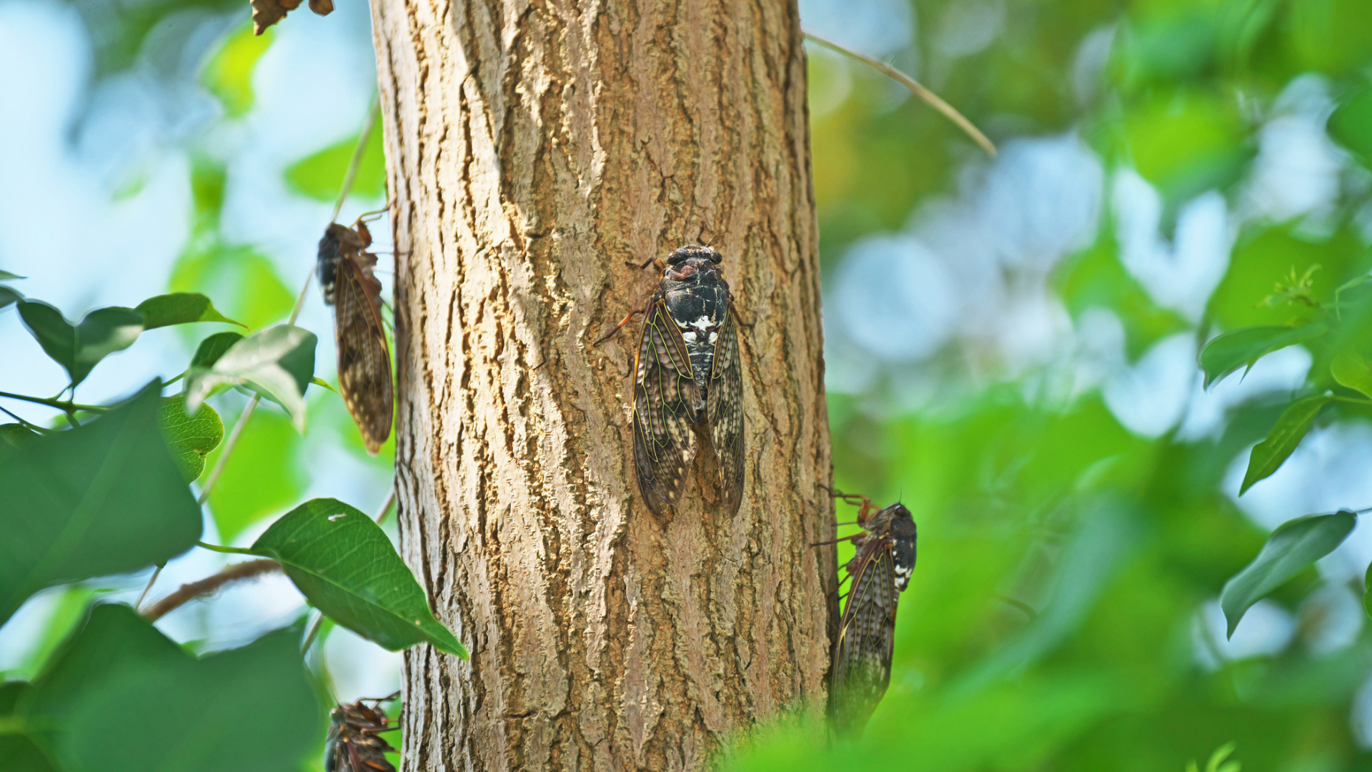 How to tell if your Tree has a Disease